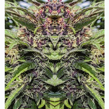 Load image into Gallery viewer, Tapestries; Wall Hangings Throw, Table Cover, Outdoor Throw
